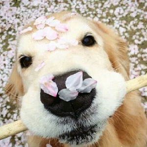 大鸡巴猛插少妇流白浆视频
